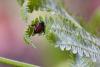 257545 – Photo : Maatah – France (59)